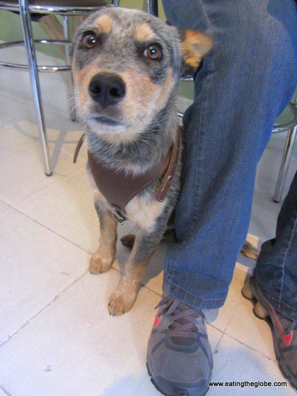 Dog at Cafe de la Mancha best coffee in San Miguel de Allende