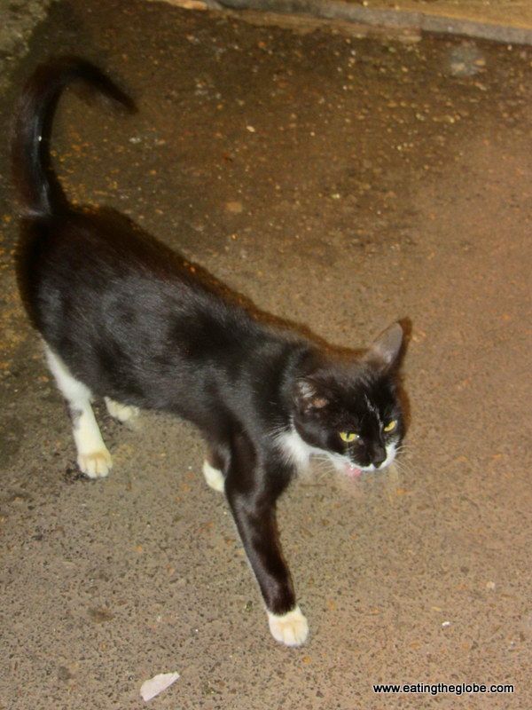 cat in Chania market
