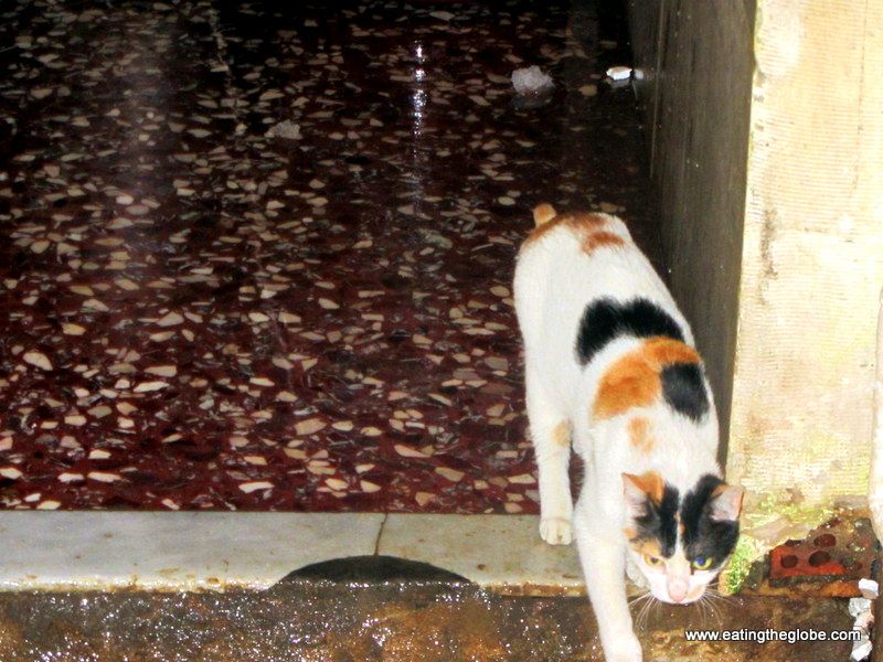 cranky cats in Chania market