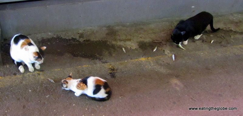 Cats of Chania Market eating fish