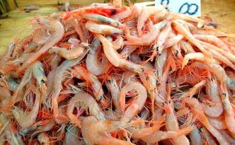 Fresh fish at Trapani fish market in Old Town