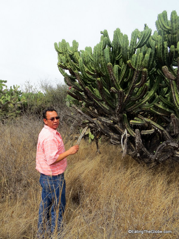 cooking class san miguel de allende Olivo Verde