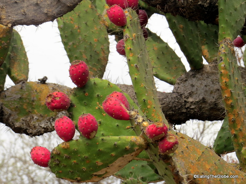 cooking class san miguel de allende Olivo Verde