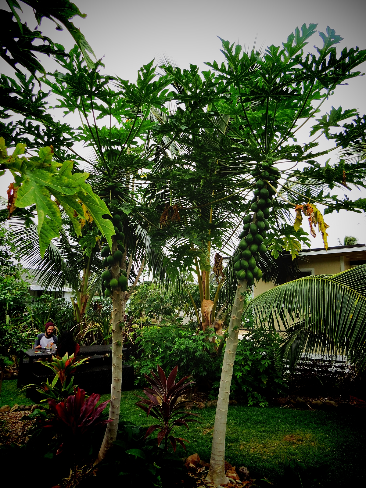 Vegetarian Restaurants Oahu: Ai Love Nalo