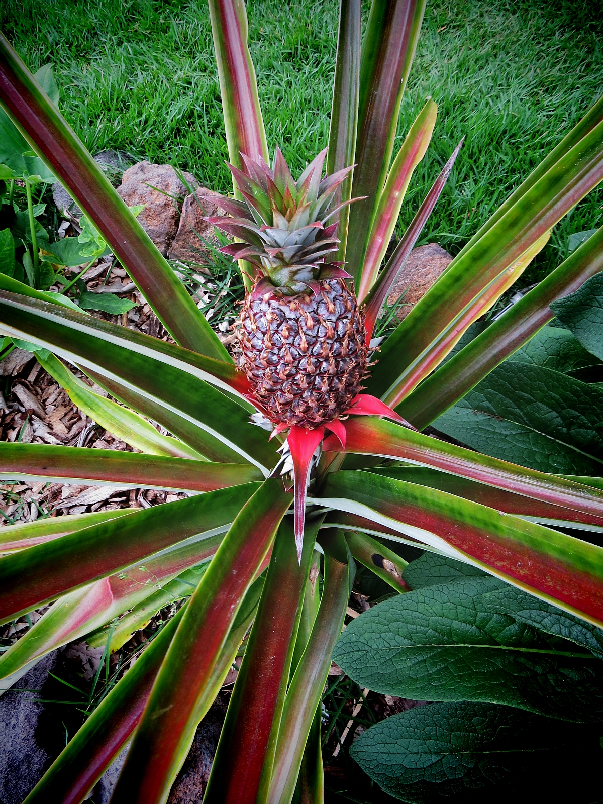 Vegetarian Restaurants Oahu: Ai Love Nalo