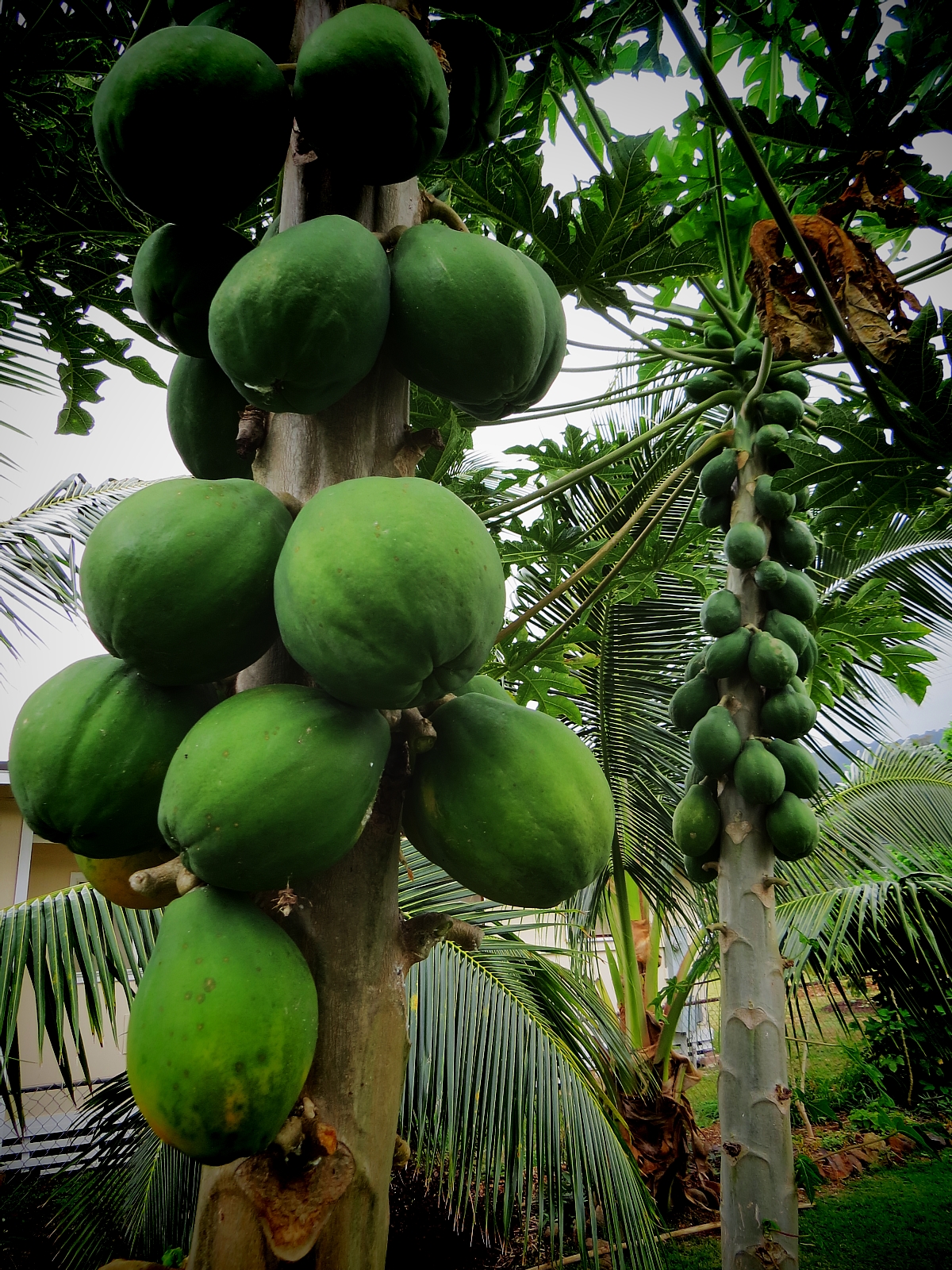 Vegetarian Restaurants Oahu: Ai Love Nalo