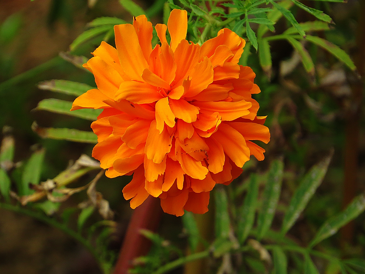 Why You Must Eat At Jazamango When You Visit Todos Santos, Mexico